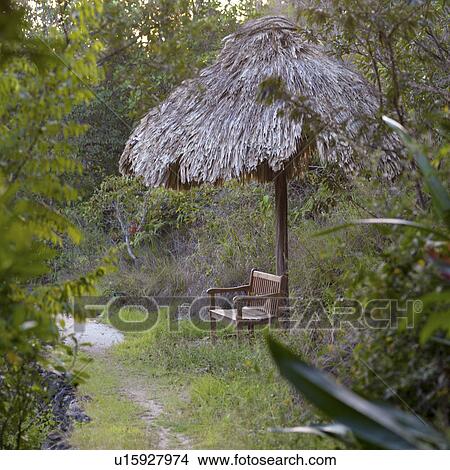Picture - Mountain Pine Ridge Reserve, tropical Rain Forest. Fotosearch
