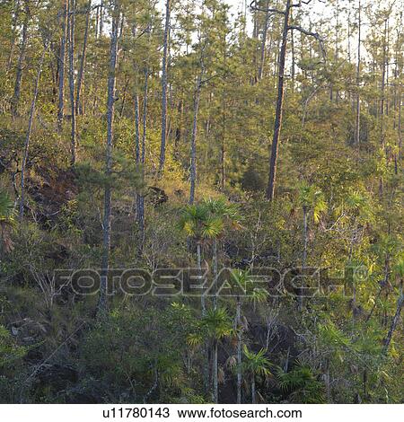 Stock Image - Mountain Pine Ridge Reserve, Tropical Rain Forest. Fotosearch