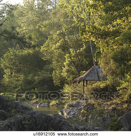 Stock Photography - Mountain Pine Ridge Reserve, Tropical Rain Forest. Fotosearch