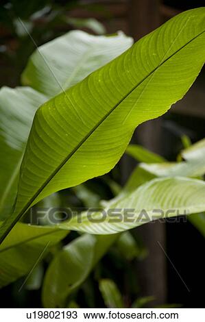 MountainPine Ridge Reserve, Leaf View Large Photo Image Stock Image - MountainPine Ridge Reserve, Leaf. Fotosearch