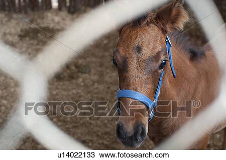 Mountian Pine Ridge Reserve, Horse View Large Photo Image Stock Image - Mountian Pine Ridge Reserve, Horse. Fotosearch
