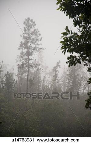 Mountian Pine Ridge Reserve, Rain Forest View Large Photo Image Stock Image - Mountian Pine Ridge Reserve, Rain Forest. Fotosearch