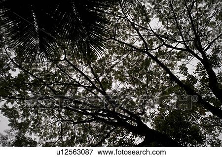 Mountian Pine Ridge Reserve, Tree View Large Photo Image Stock Photo - Mountian Pine Ridge Reserve, Tree. Fotosearch