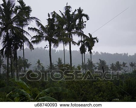 Palmtrees and mist in Bali View Large Photo Image Stock Image - Palmtrees and mist in Bali. Fotosearch