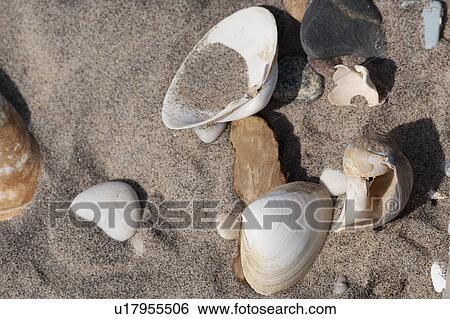 Pebbles and seashells on the beach in the Hamptons View Large Photo Image Stock Photograph - Pebbles and seashells on the beach in the Hamptons. Fotosearch
