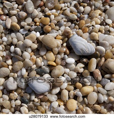 Stock Image - Pebbles on the Hampton shoreline. Fotosearch