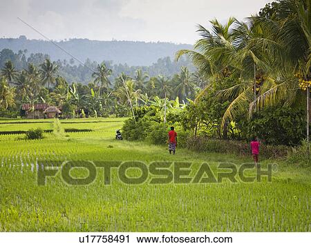 Stock Image - People in the rice fields of Bali. Fotosearch