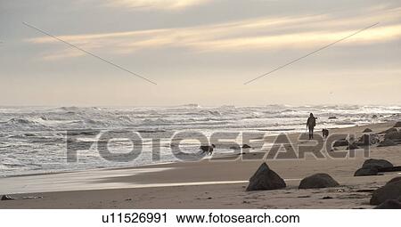 Stock Image - Person walking with their dogs along Hampton shoreline. Fotosearch
