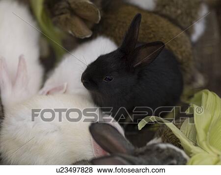 Pet rabbits in Bali View Large Photo Image Stock Photo - Pet rabbits in Bali. Fotosearch
