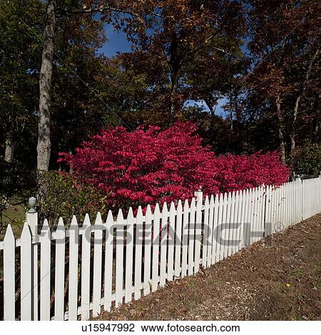 Picket fence in East Hamptons View Large Photo Image Stock Image - Picket fence in East Hamptons. Fotosearch