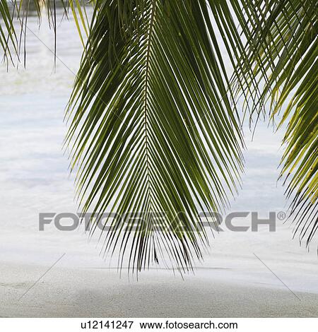 Stock Photo - Placencia, Beach. Fotosearch