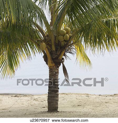 Placencia, Beach View Large Photo Image Stock Photo - Placencia, Beach. Fotosearch
