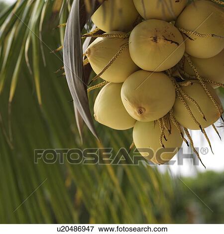 Placencia, Coconuts View Large Photo Image Stock Photo - Placencia, Coconuts. Fotosearch