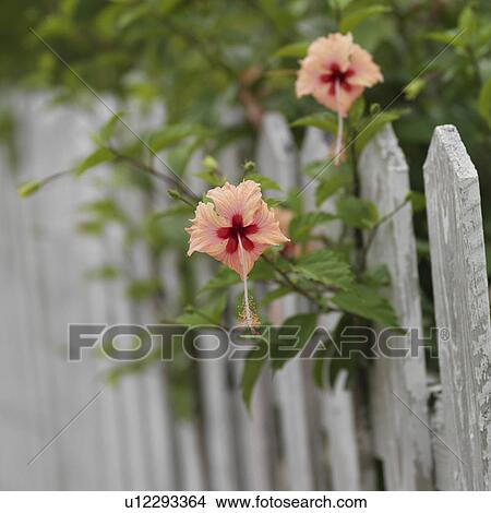 Picture - Placencia, Flowers on Fence. Fotosearch