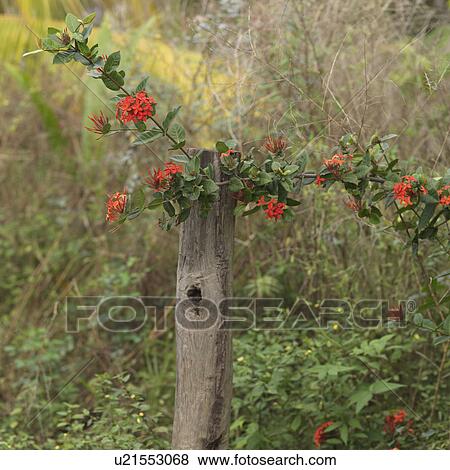 Stock Photo - Placencia, Flowers. Fotosearch