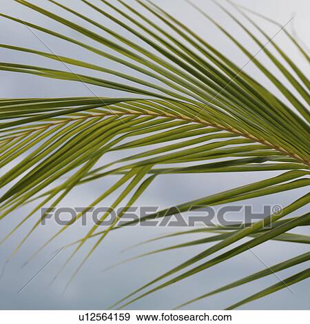 Stock Photo - Placencia, Leaf. Fotosearch