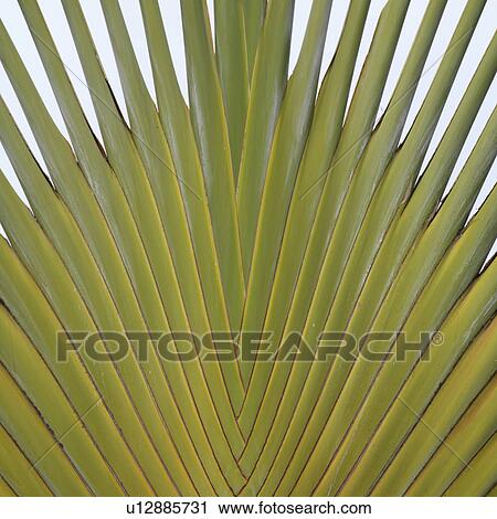 Stock Image - Placencia, Plant. Fotosearch
