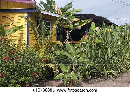 Placencia, Plants View Large Photo Image Stock Photography - Placencia, Plants. Fotosearch