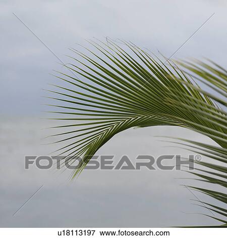 Placencia, Seascape View Large Photo Image Stock Photo - Placencia, Seascape. Fotosearch