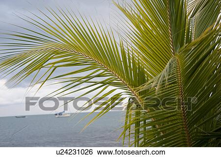 Stock Photograph - Placencia, Seascape. Fotosearch