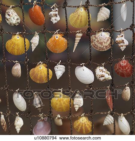 Picture - Placencia, Seashells. Fotosearch