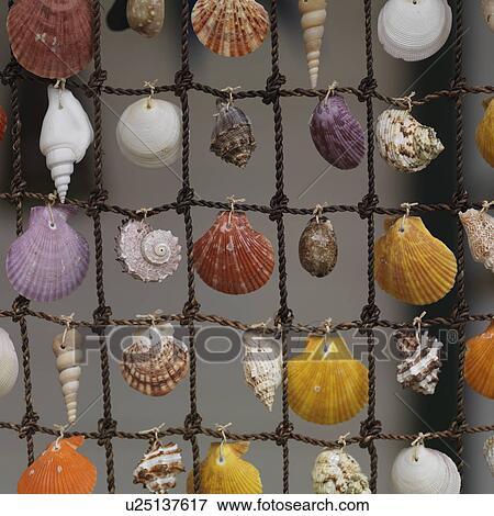 Stock Photo - Placencia, Seashells. Fotosearch
