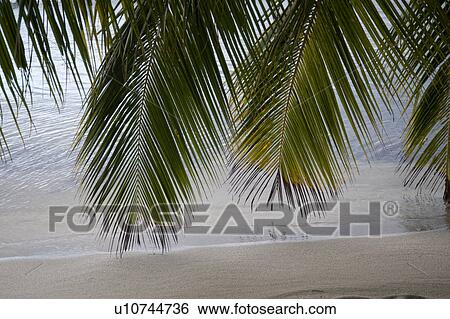 Stock Photograph - Placencia, Shoreline. Fotosearch