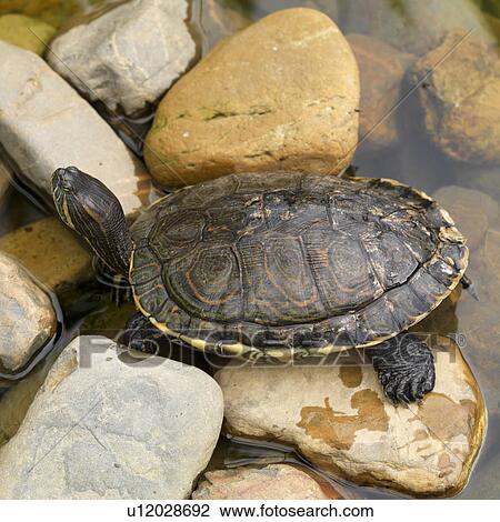 Stock Image - Placencia, Turtle. Fotosearch