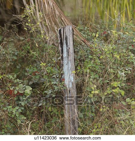 Stock Photograph - Placencia, Twigs. Fotosearch
