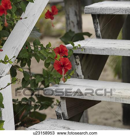 Stock Image - Placencia, Wildflowers. Fotosearch