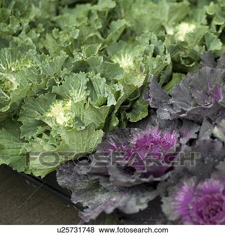 Plants growing in a garden in Manhattan, New York City, U. S. A. View Large Photo Image Stock Photo - Plants growing in a garden in Manhattan, New York City, U. S. A.. Fotosearch