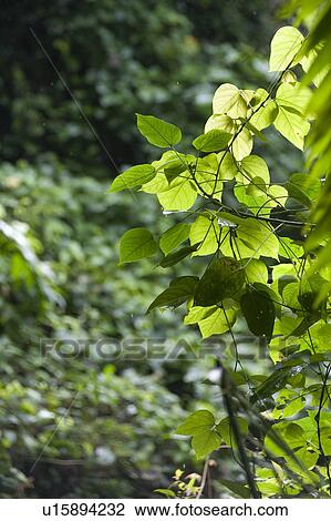 Plants View Large Photo Image Stock Image - Plants. Fotosearch