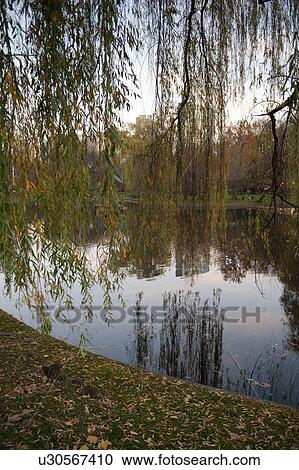 Pond in Boston, Massachusetts, USA View Large Photo Image Stock Image - Pond in Boston, Massachusetts, USA. Fotosearch