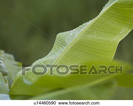 Raindrops on leaves in Bali View Large Photo Image Stock Image - Raindrops on leaves in Bali. Fotosearch