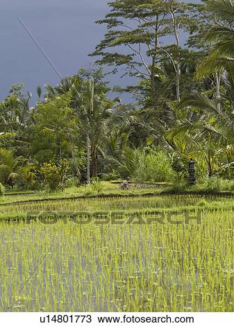 Stock Image - Rice fields in Bali. Fotosearch