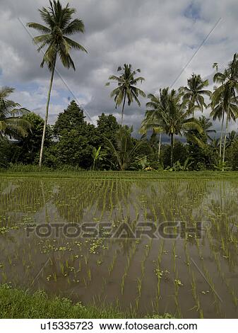 Stock Image - Rice fields in Bali. Fotosearch