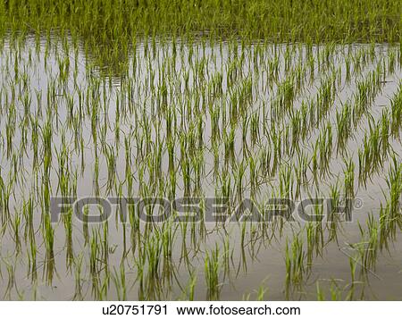 Stock Image - Rice fields in Bali. Fotosearch