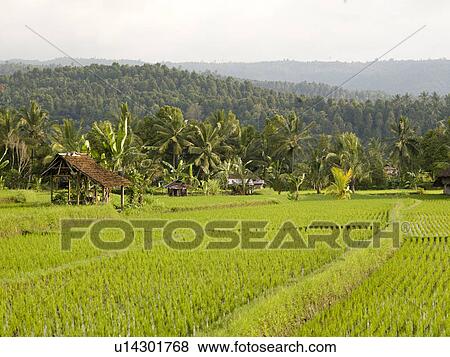 Rice fields in bali View Large Photo Image Stock Photo - Rice fields in bali. Fotosearch
