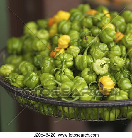 San Ignacio, Bowl of Peppers View Large Photo Image Stock Image - San Ignacio, Bowl of Peppers. Fotosearch