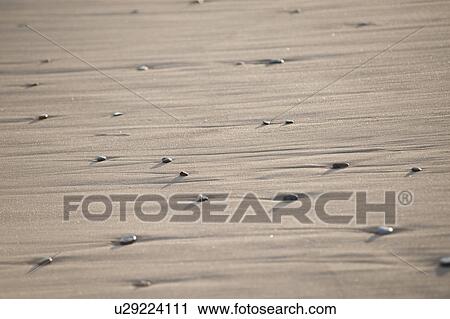 Stock Image - Sand and rocks along Hampton seashore. Fotosearch
