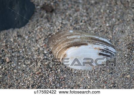 Sea Shell in the sandy beach at Gimli, Manitoba, Canada View Large Photo Image Stock Image - Sea Shell in the sandy beach at Gimli, Manitoba, Canada. Fotosearch