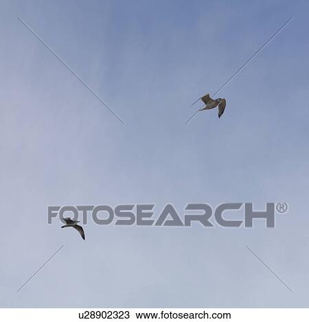 Seagulls, The Hamptons, New York View Large Photo Image Stock Image - Seagulls, The Hamptons, New York. Fotosearch