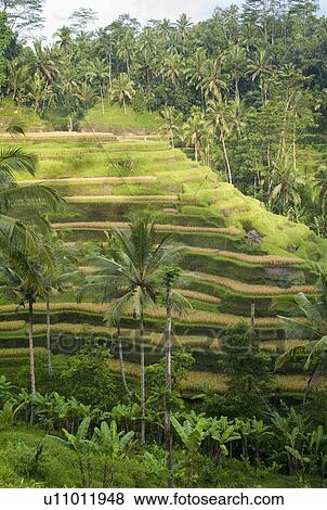 Terraced farmland in Bali View Large Photo Image Stock Photo - Terraced farmland in Bali. Fotosearch