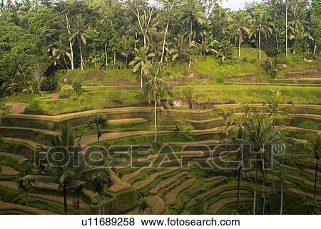 Stock Photo - Terraced farmland in Bali. Fotosearch
