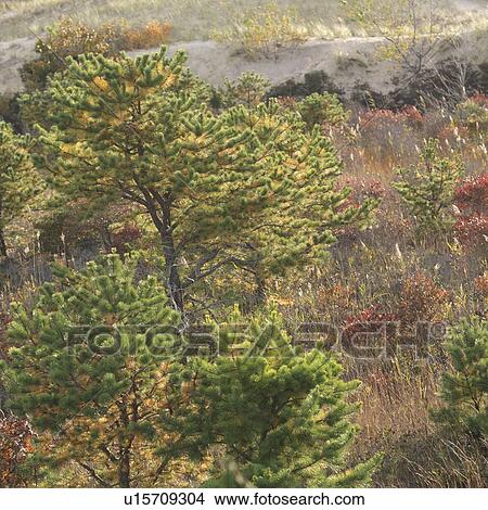 The Walking Dunes, Montauk, NY View Large Photo Image Picture - The Walking Dunes, Montauk, NY. Fotosearch