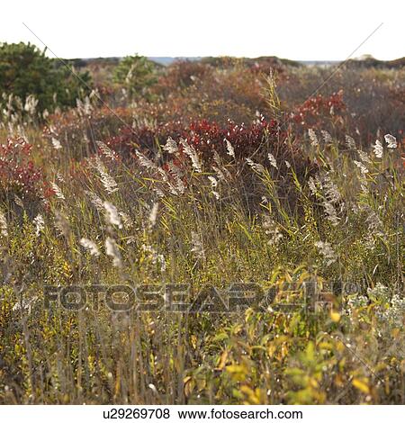 The Walking Dunes, Montauk, NY View Large Photo Image Stock Photo - The Walking Dunes, Montauk, NY. Fotosearch