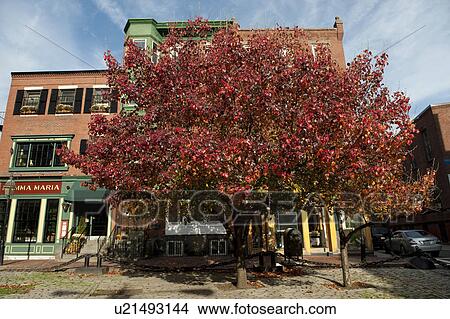 Picture - Tree with autumn leaves in Boston, Massachusetts, USA. Fotosearch