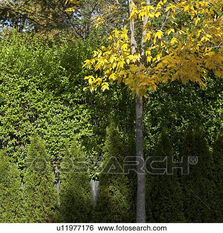 Stock Photograph - Trees in autumn foliage in the Hamptons. Fotosearch