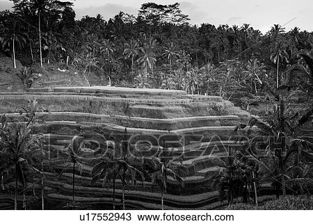 Stock Image - Tropical terraced farmland in Bali. Fotosearch