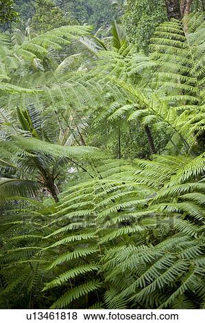Tropical vegetation in Bali View Large Photo Image Stock Photo - Tropical vegetation in Bali. Fotosearch